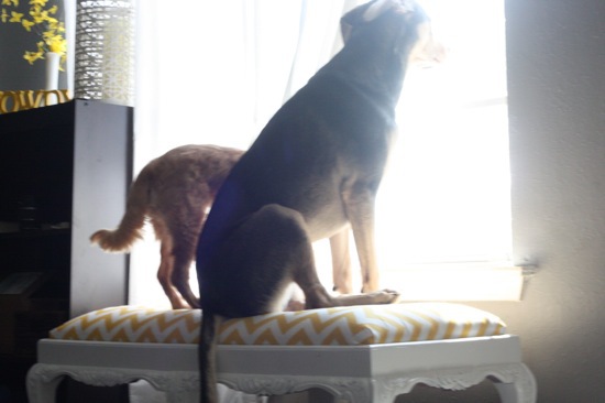 window seat dogs