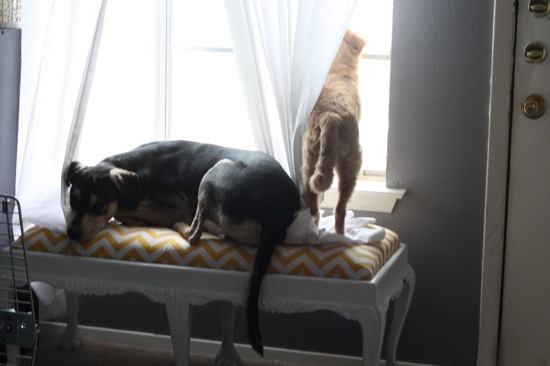 IMG_4788 window bench for dogs
