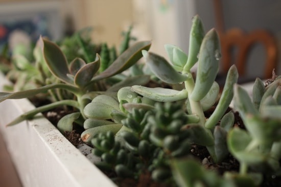 DIY Succulent Centerpiece