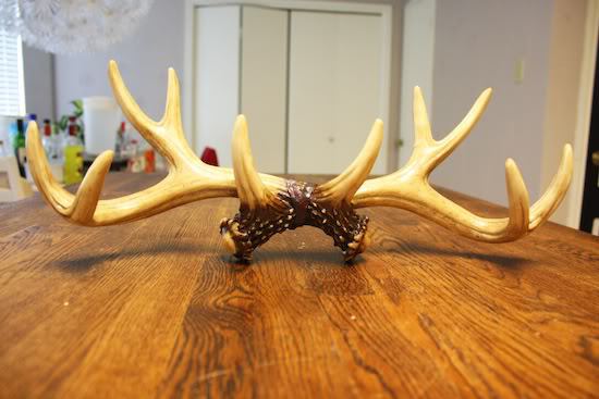 antlers for DIY jewelry holder