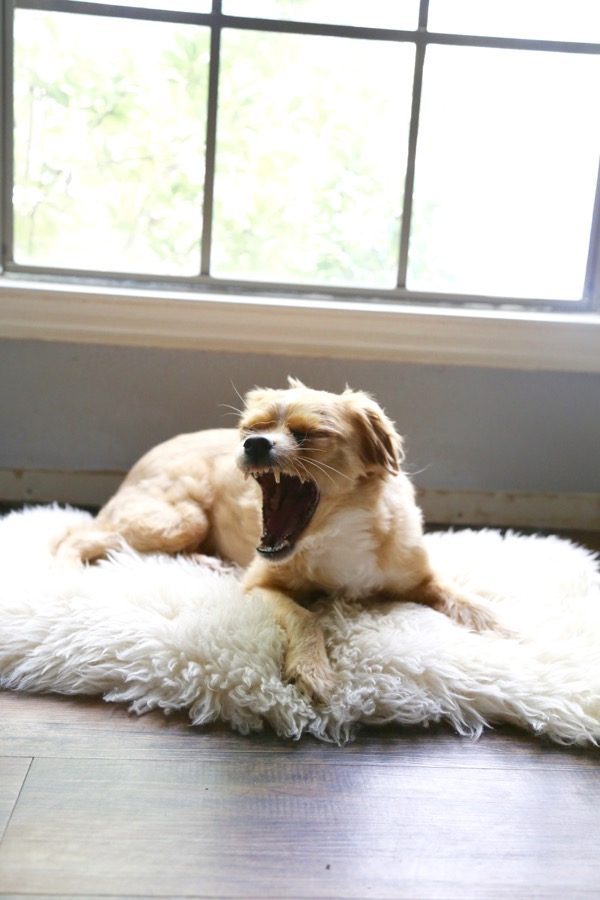 Decorating with a sheepskin rug