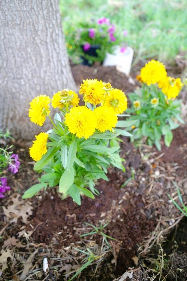 Do you want to WANT to spend more time in your backyard? Try making it a little prettier with some flowers! This post will show you how to brighten up your backyard with some color and fun by building a DIY border garden around a tree! It's quick, affordable, and it makes a big impact!