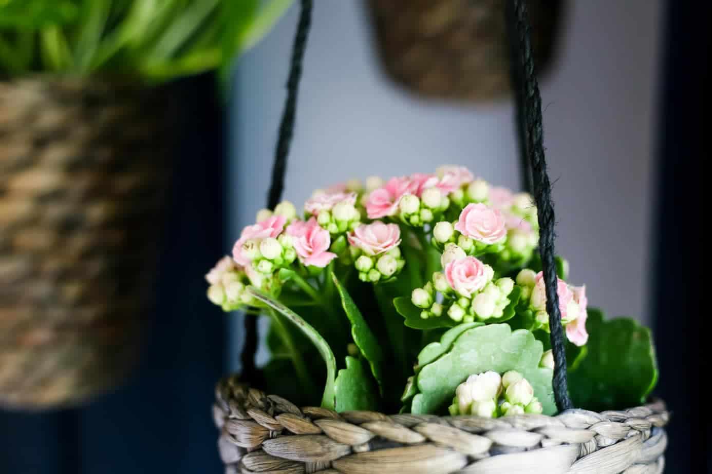 Easy Indoor Hanging Planters