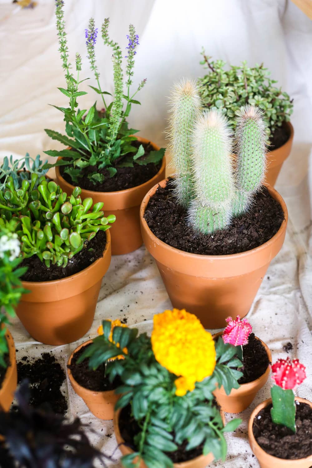 Tips for planting succulents