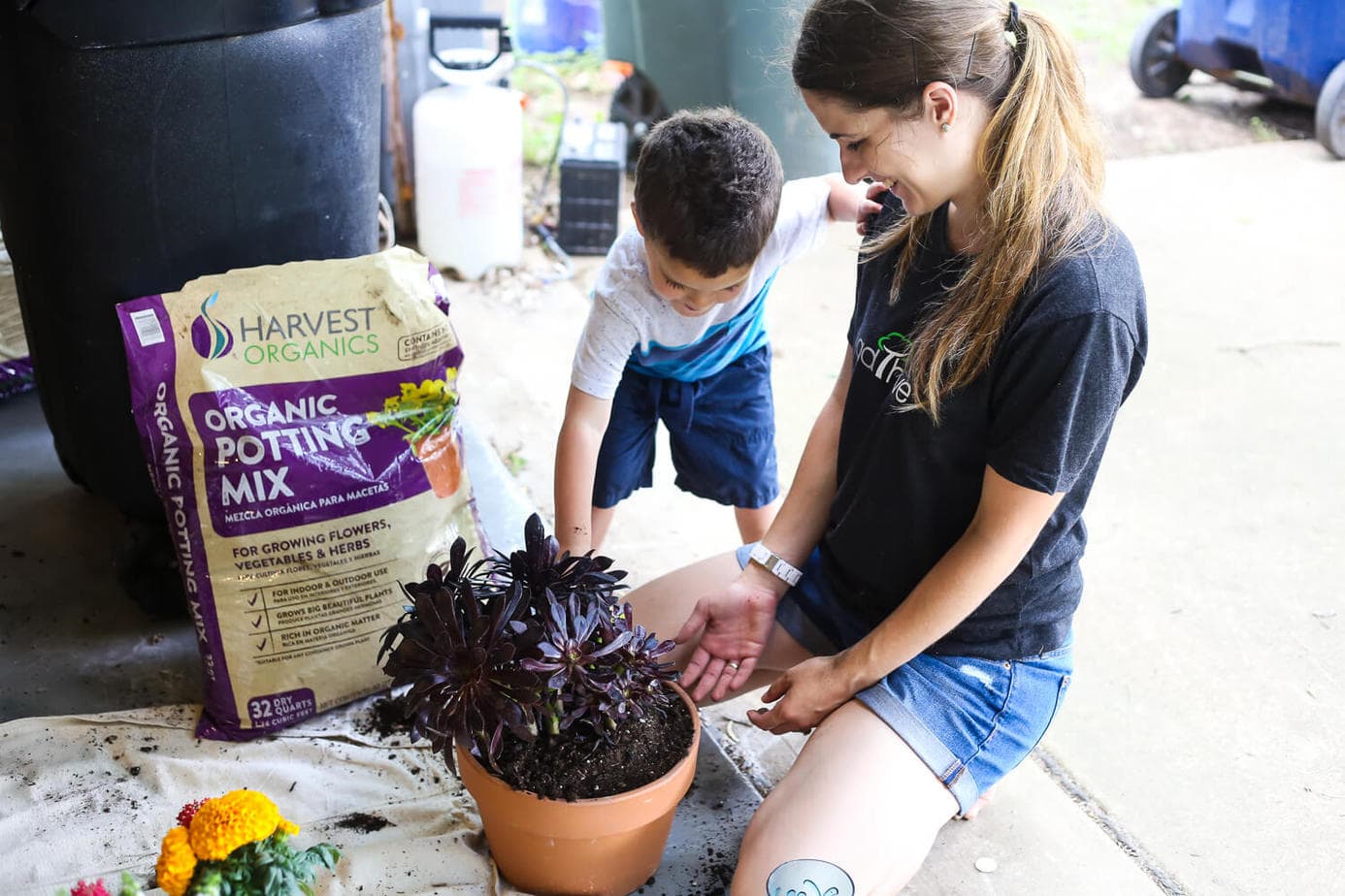 Planting succulents