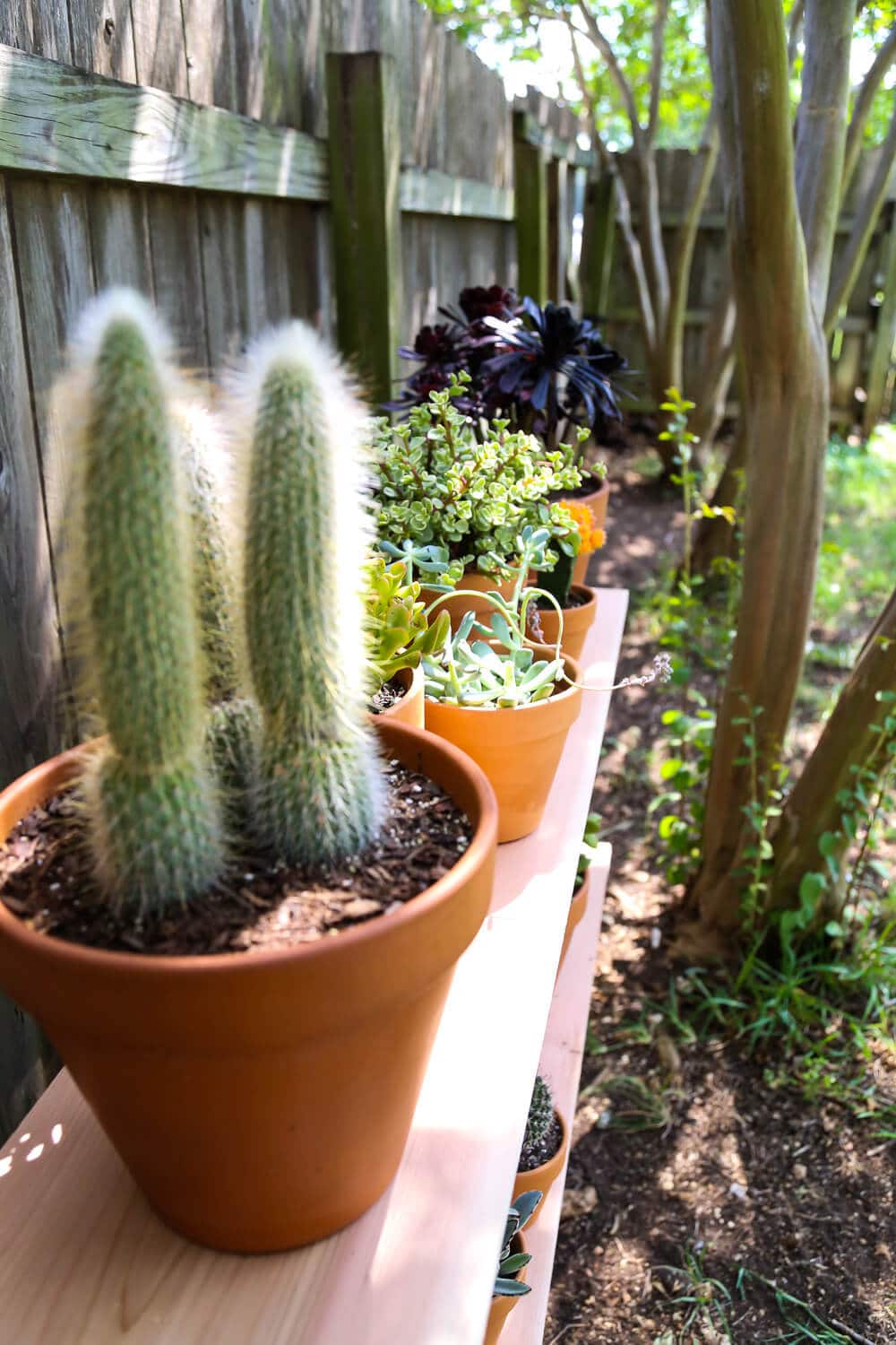 Close up of plants in terra cotta pots