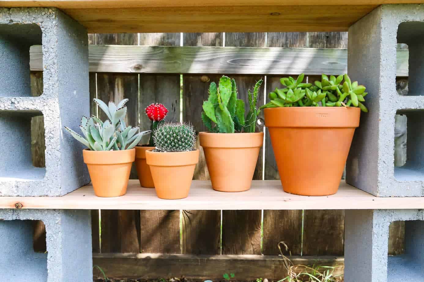 Succulents on outdoor plant shelf