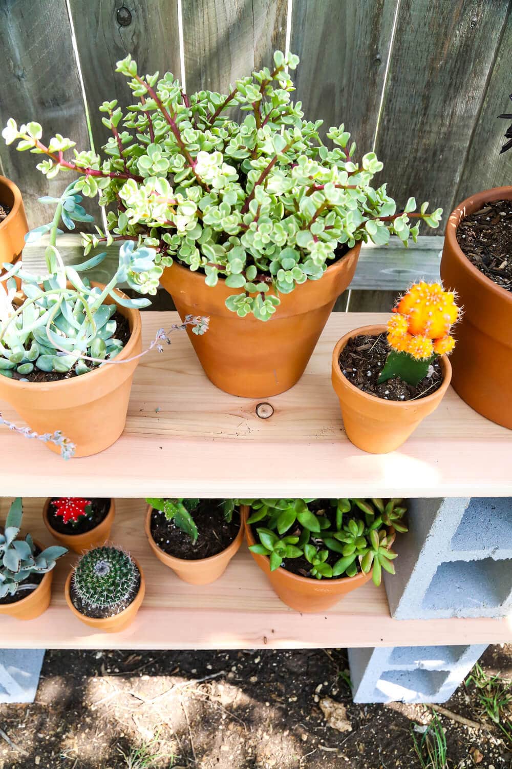 Close up of plants on cinder block shelves