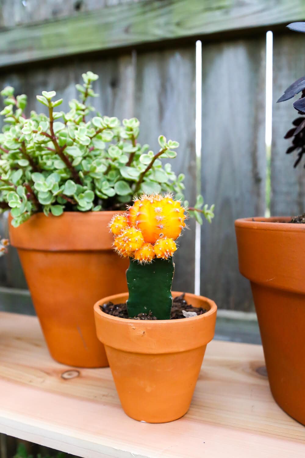 Close up of succulents in terra cotta pots