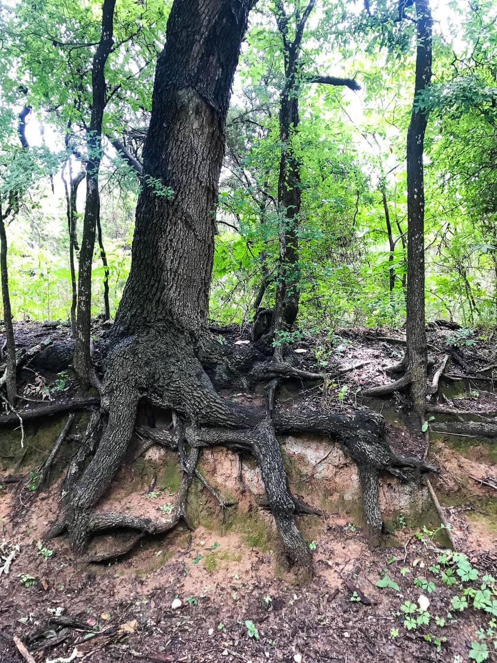 A peek into a quick family vacation in Granbury, Texas. It's one of the best spots in Texas for a quick weekend getaway, and there's so much to see and do!