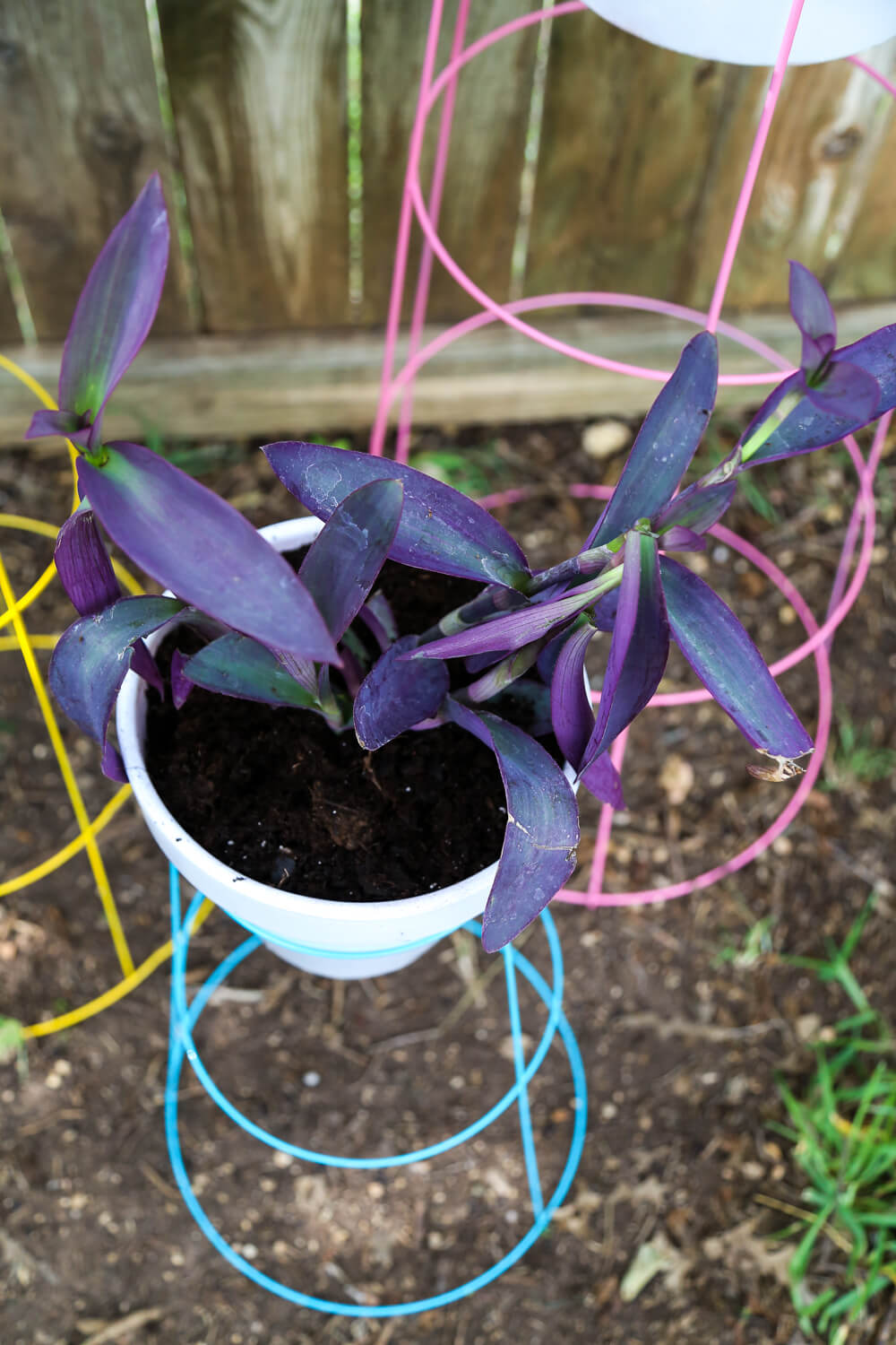 Colorful DIY tomato cage plant stands