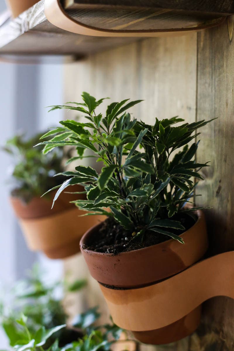 Plants in kitchen