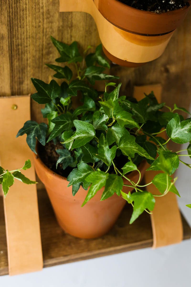 Plant in kitchen on DIY plant shelf