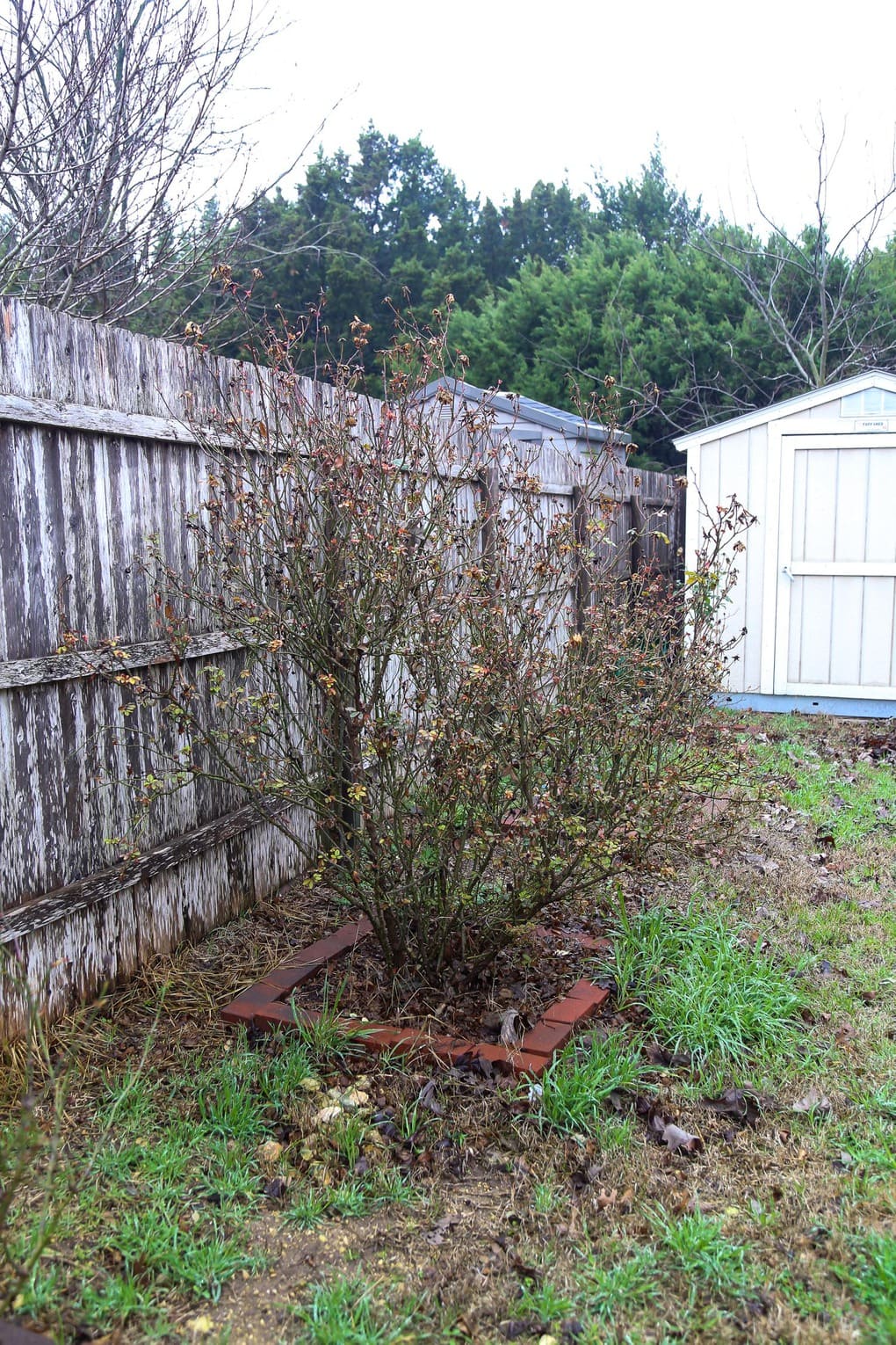 Large rose bush