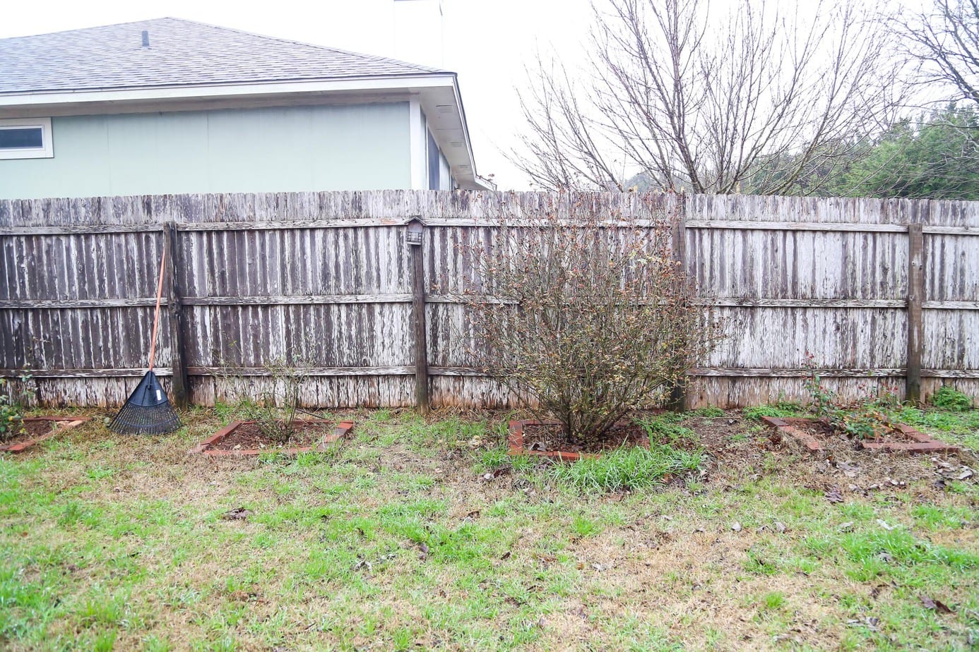 Rose bushes along backyard fence