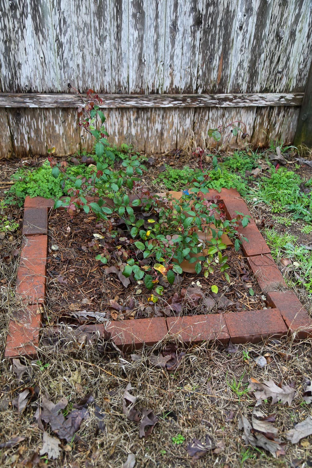 Small rose bush