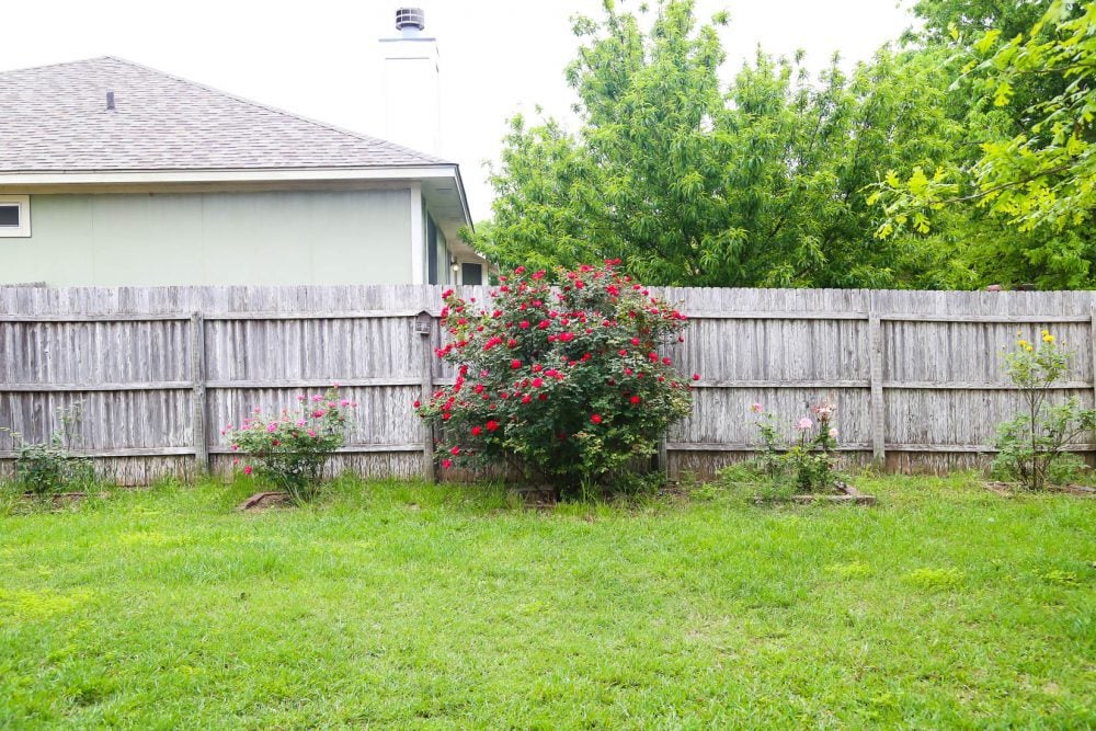 Row of rose bushes