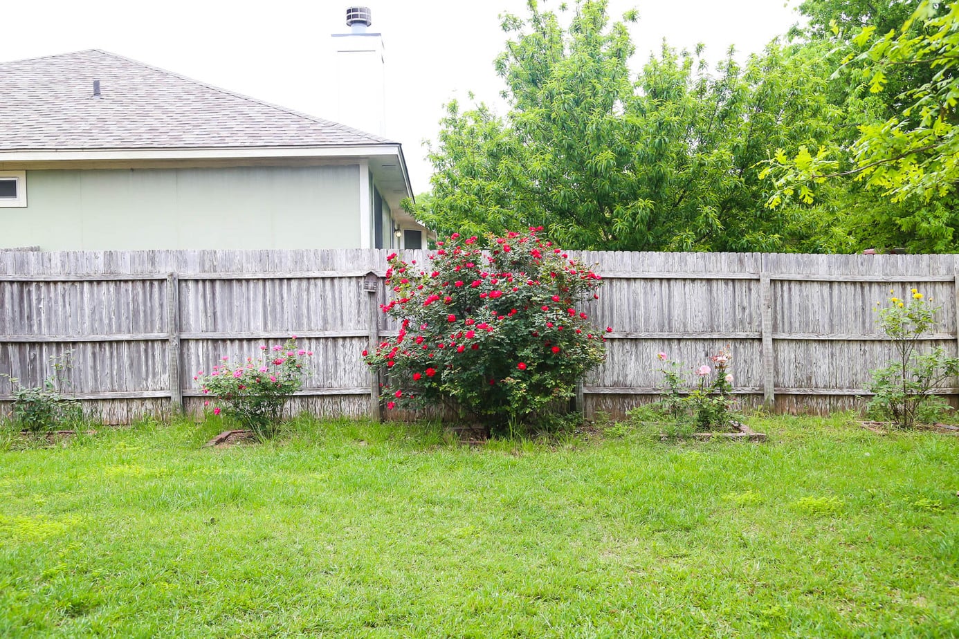 Row of rose bushes