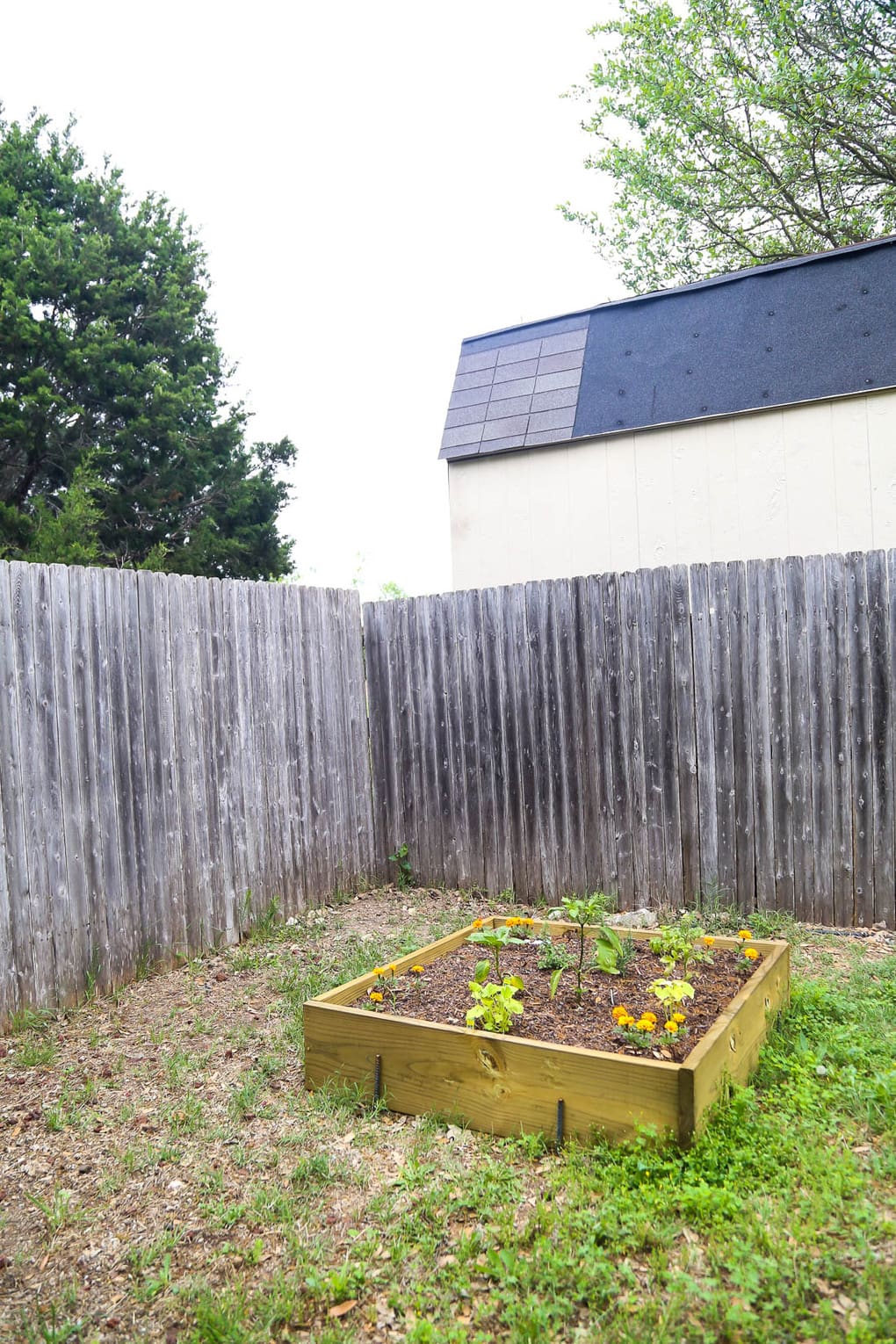 Raised garden bed with square foot gardening