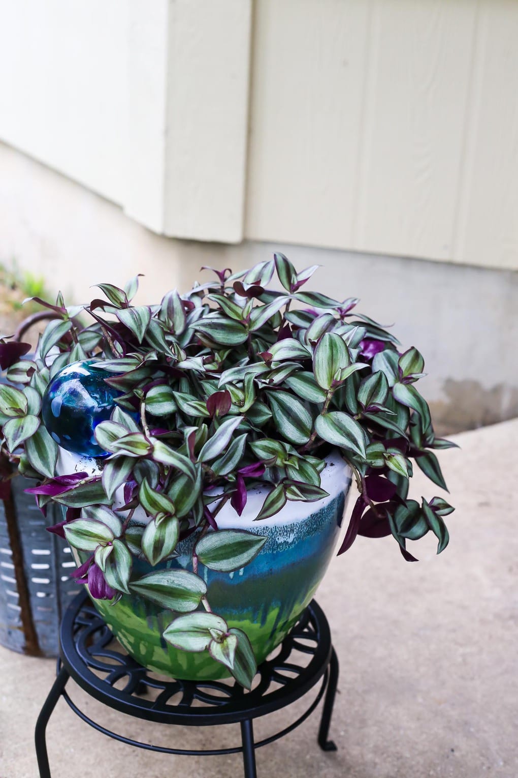 Back patio plant on a stand