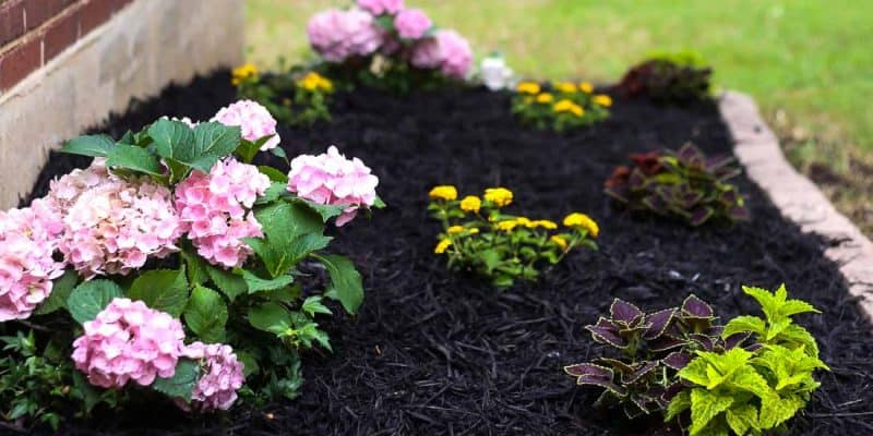 Front yard landscaping