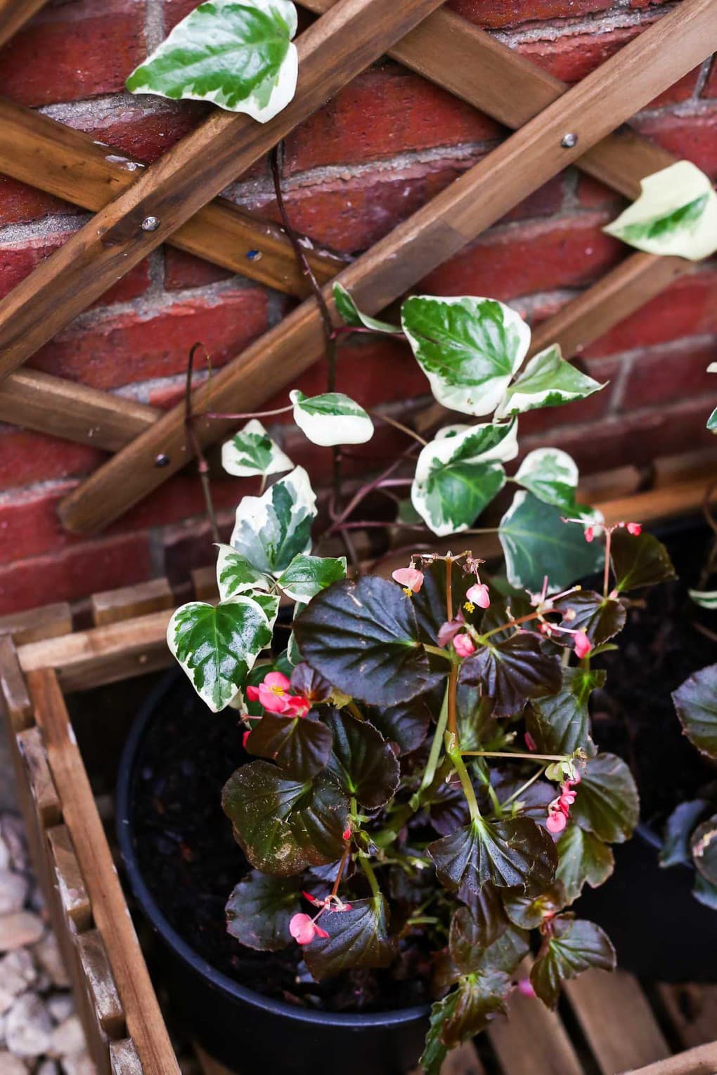 Trellis on brick wall