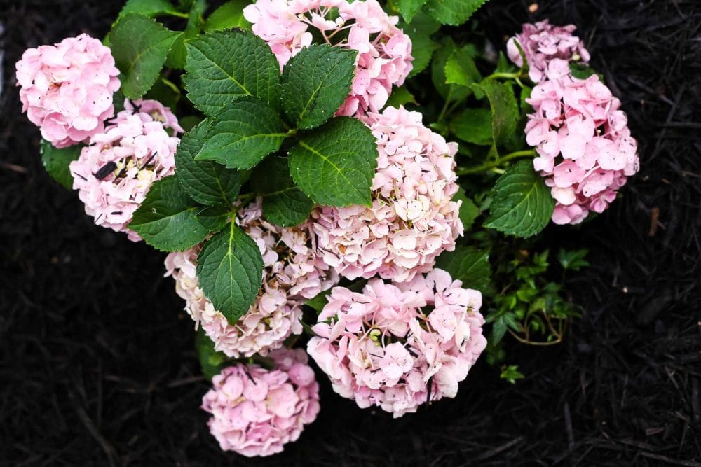 Hydrangeas in front flower bed