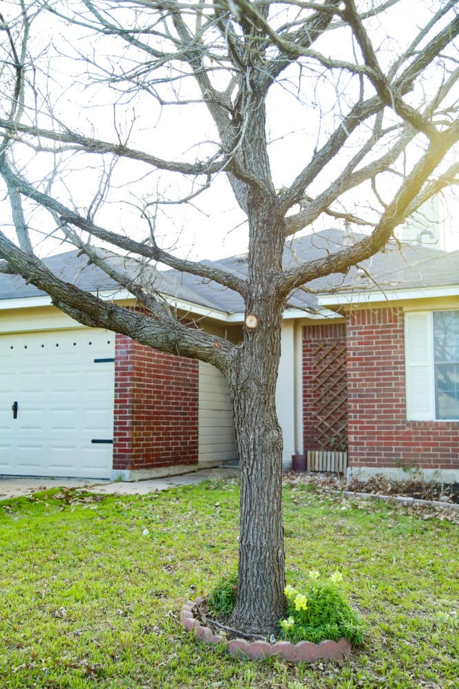 front yard tree