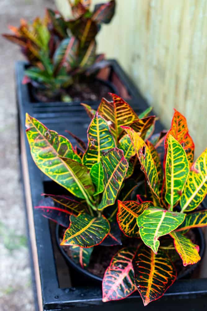 close up of cedar planter