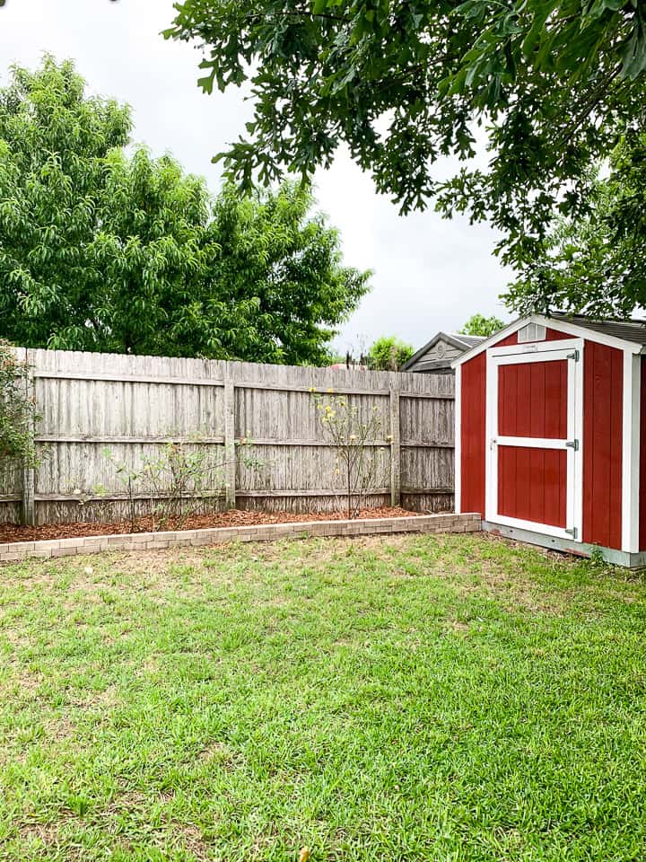 rose bed and red outdoor shed
