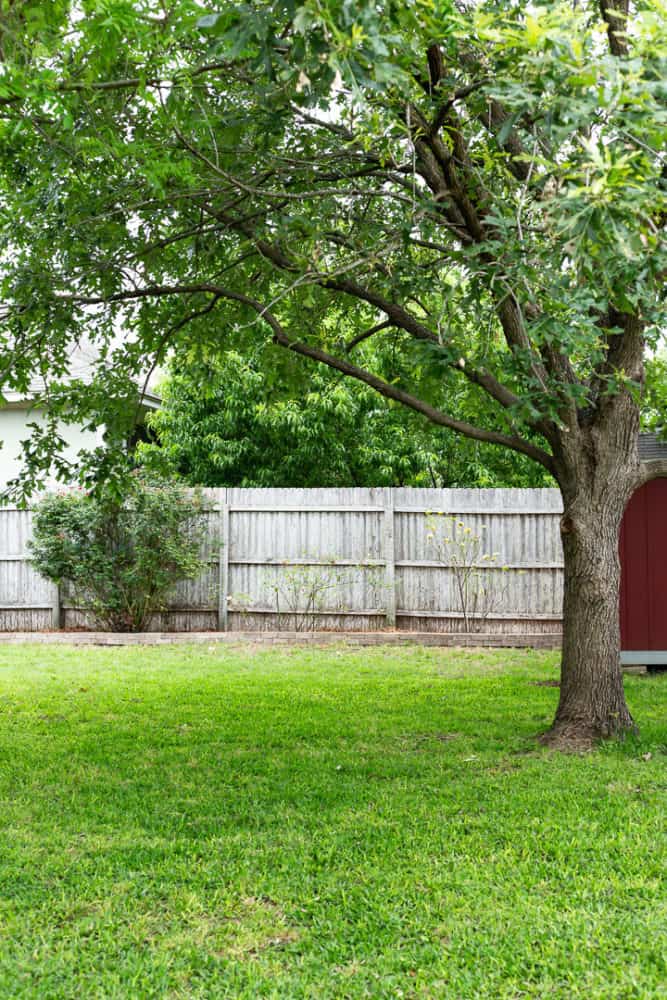 backyard with long bed of roses