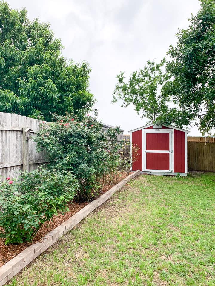 backyard shed next to a rose bed