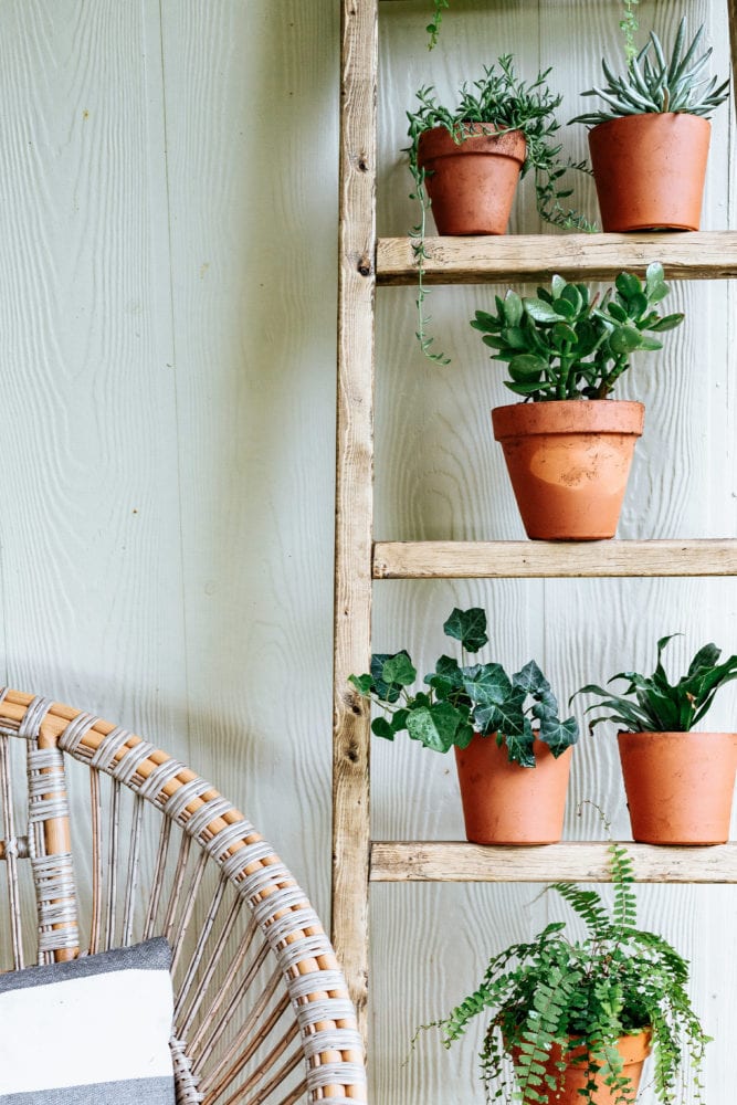 close up of plant ladder