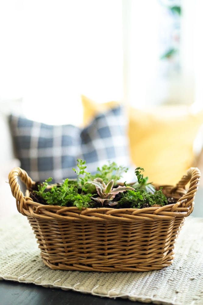 basket with coco liner and plants planted in it