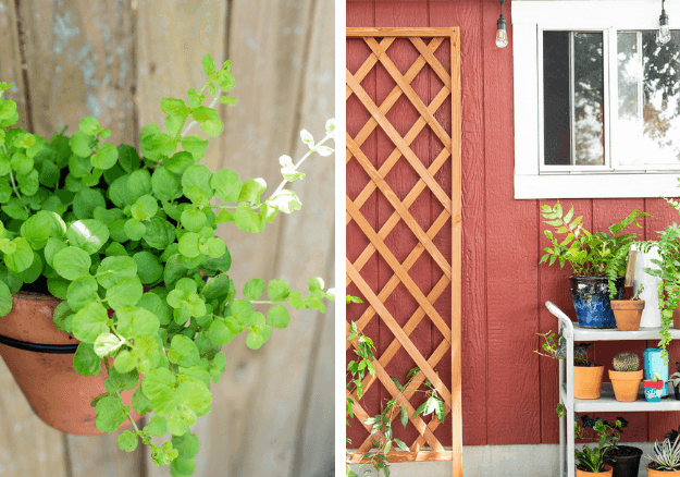 collage of plants on back patio