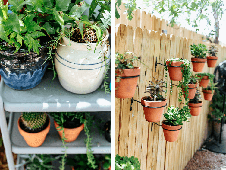 collage of two images - close up of plants