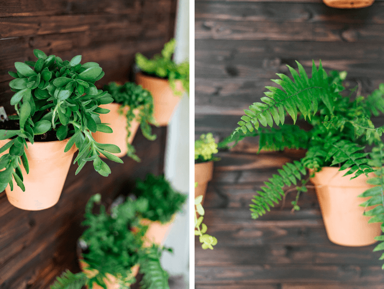 close up of plants on DIY outdoor plant wall