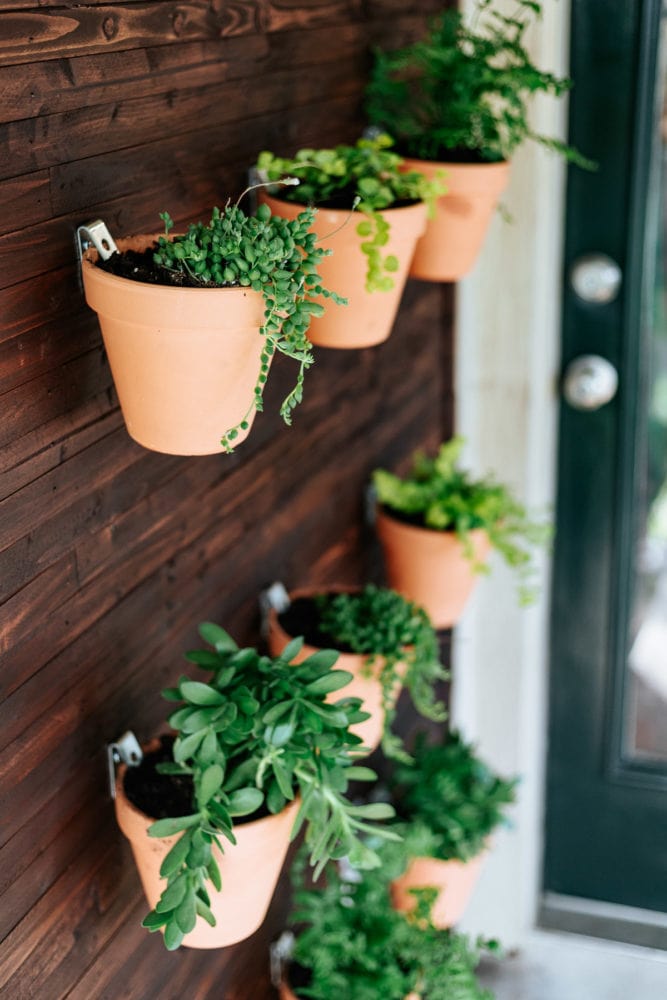 close up of plants on outdoor plant wall