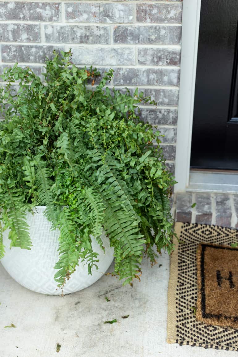 Large planter with a fern on a front porch