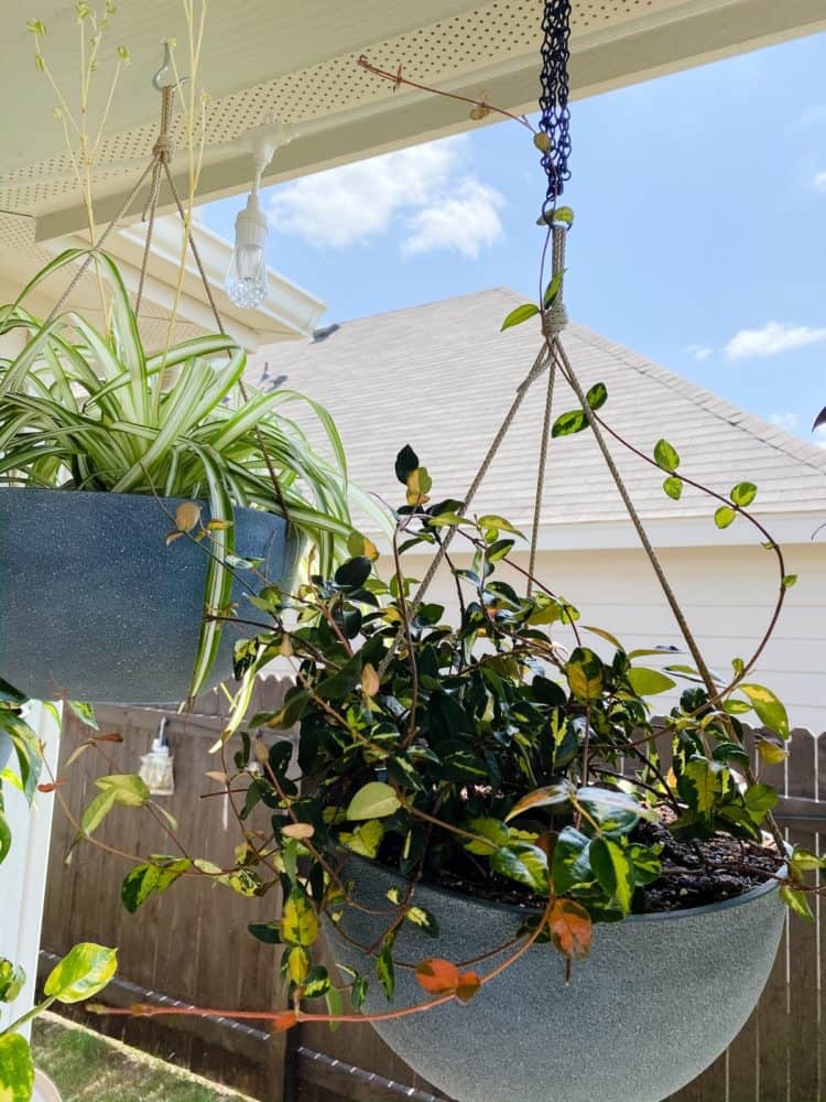 close up of hanging plants