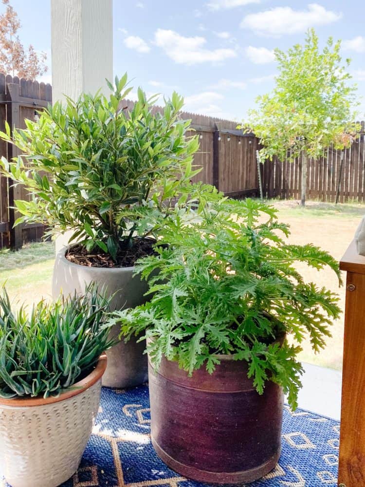 potted plants on patio 