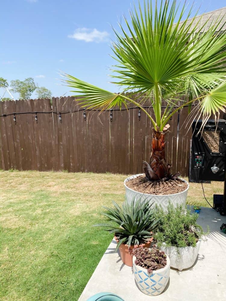 potted Mexican fan palm