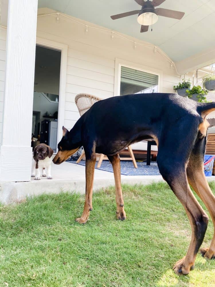 doberman with cocker spaniel puppy