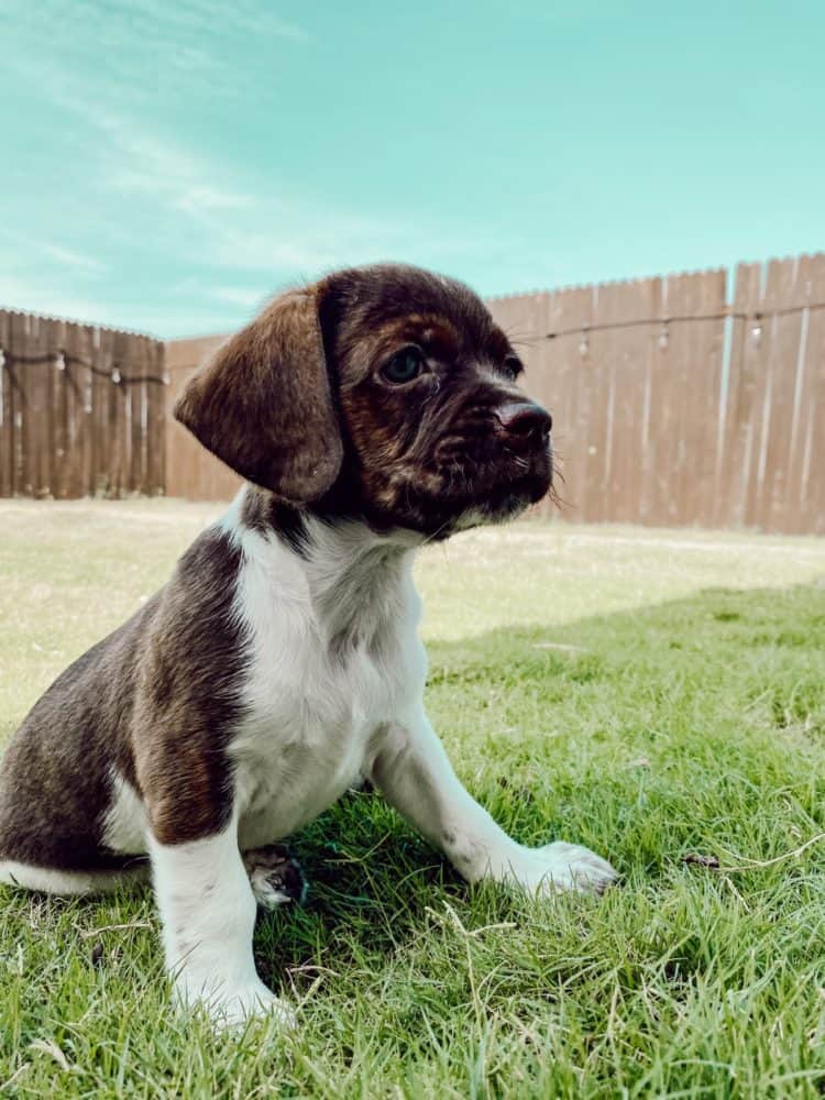 brindle cocker spaniel chihuahua mix puppy