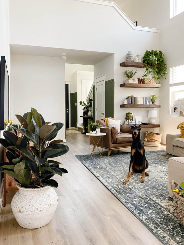 living room full of plants with a doberman sitting on the rug