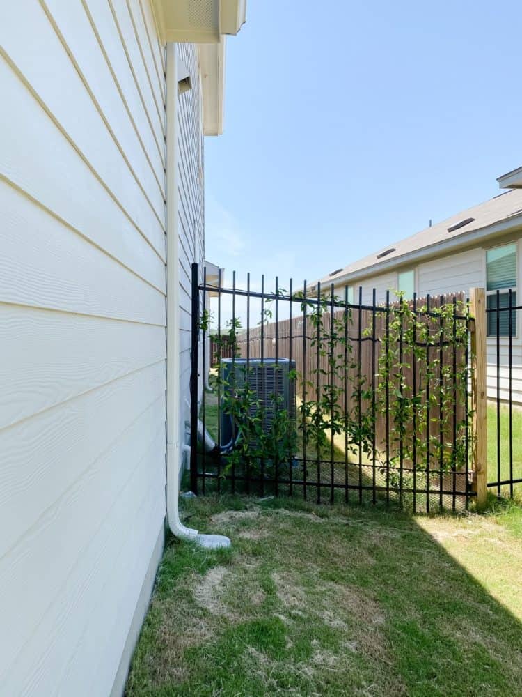 iron fence with tangerine beauty vines 