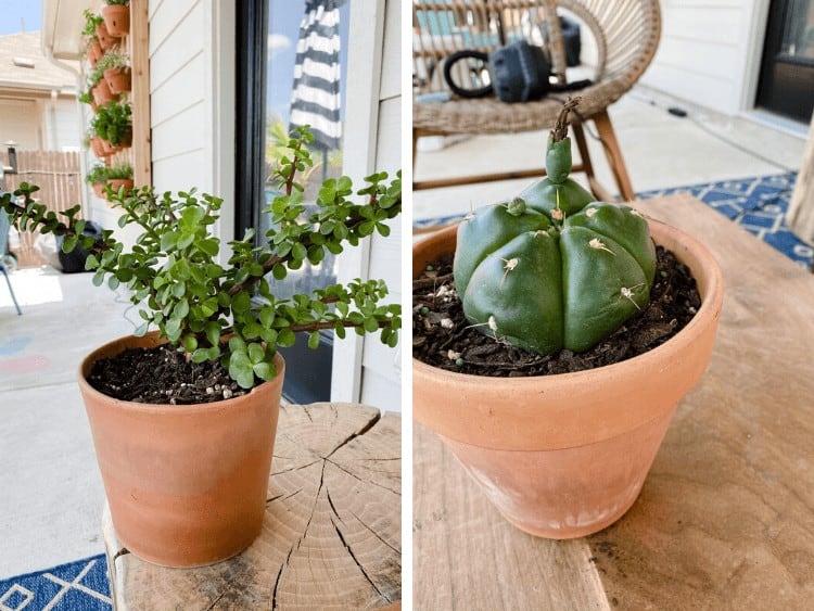 collage of two succulents on back patio 