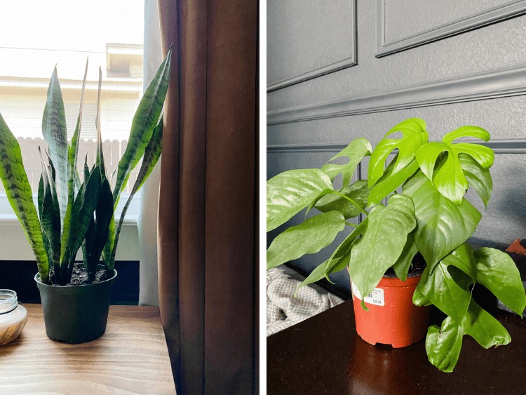 collage of two small houseplants 