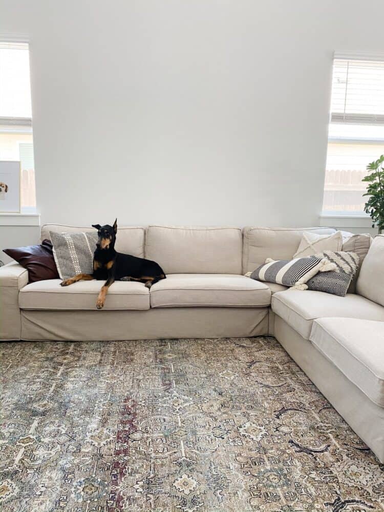dog on a white sectional 