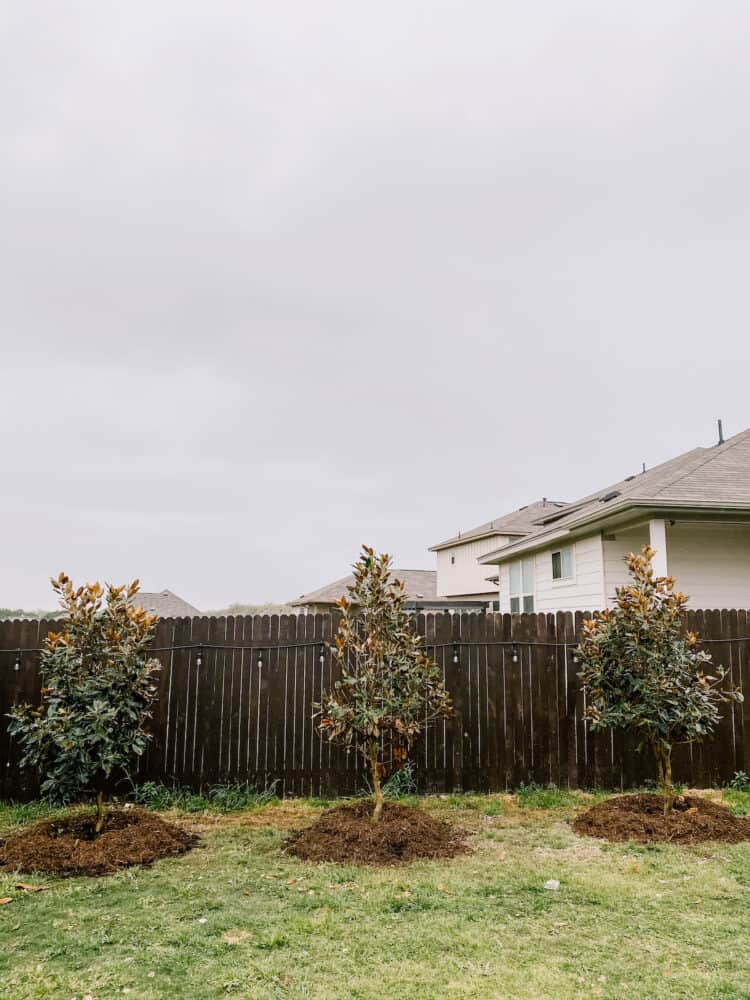 Little Gem Magnolia trees planted in an Austin-area backyard 